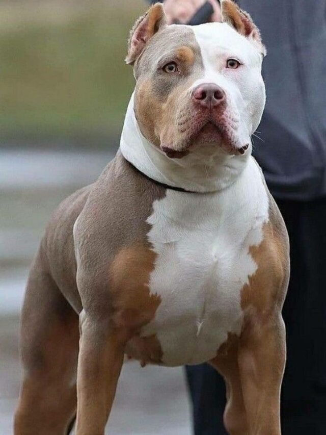 Top 8 Breeds of Dogs That Are Pitbulls