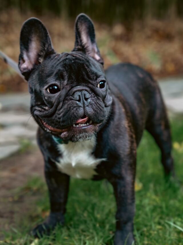 8 Most Popular Dog Breeds in the USA 2025